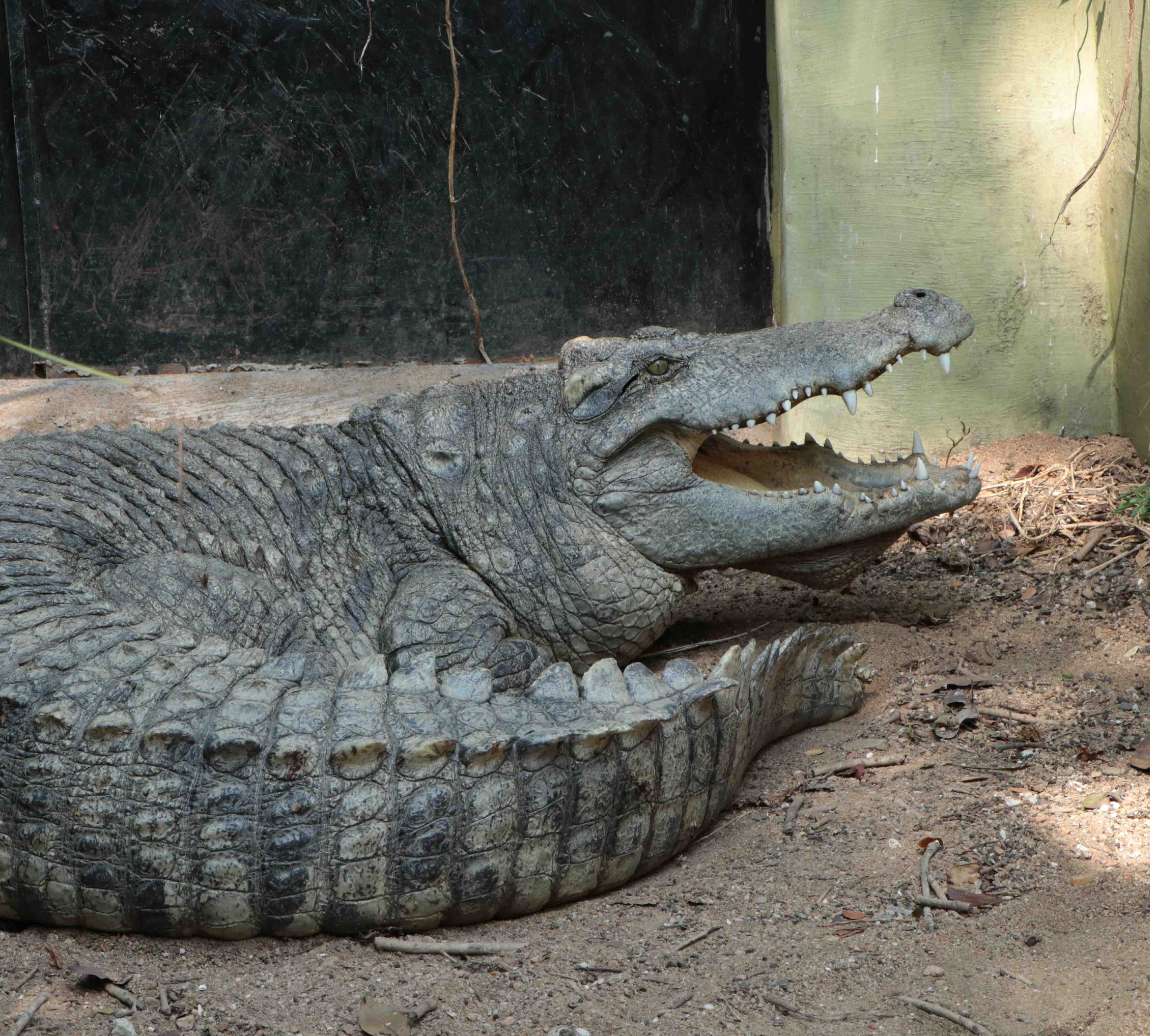 African Slender Snouted Crocodile